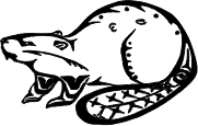 Illustration of a beaver